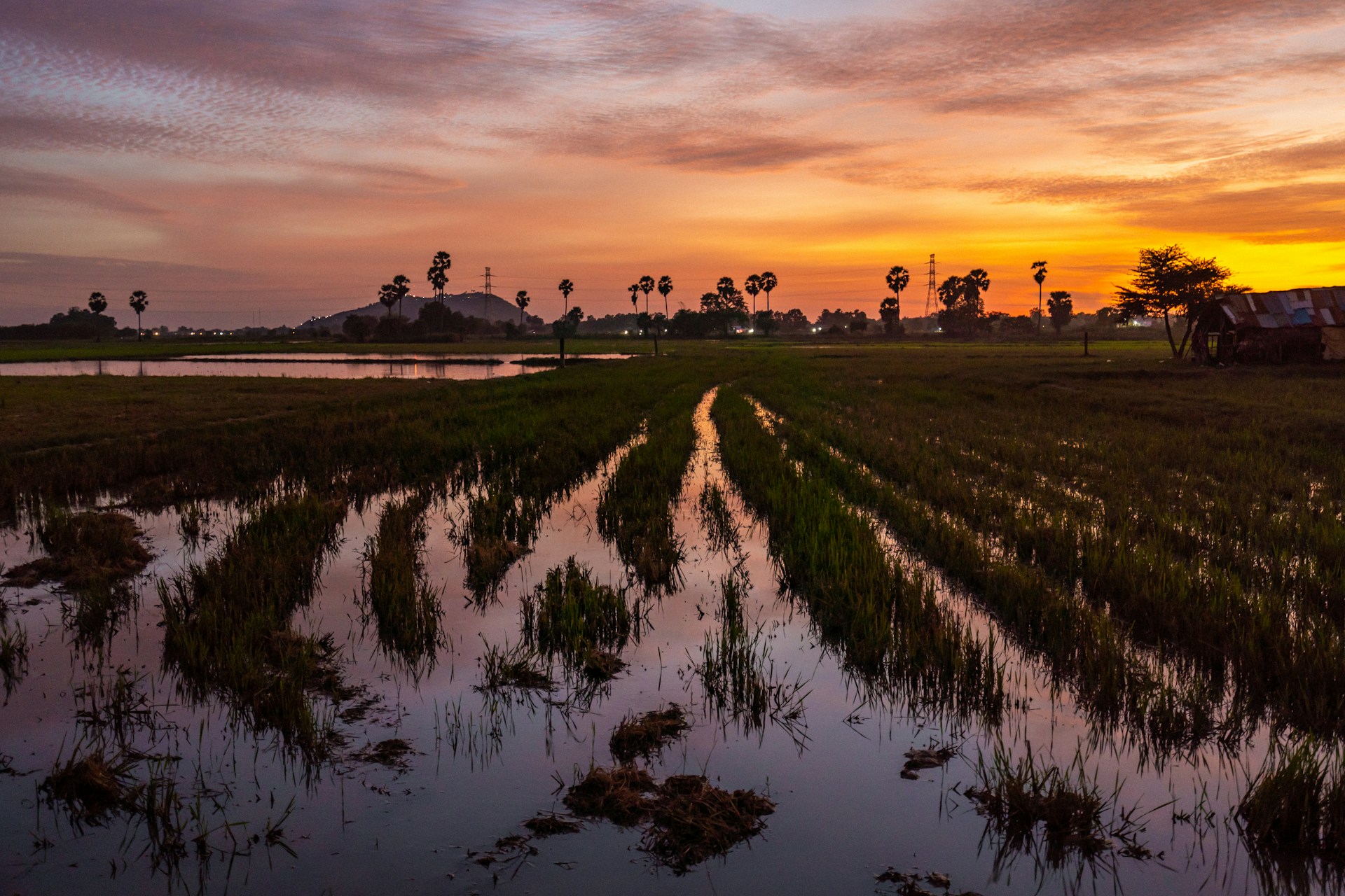 Cambodia’s Agricultural Exports Are Booming. Can Financing Keep Up?